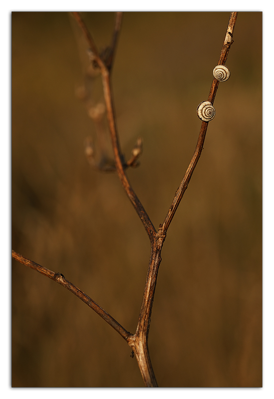 Solitarie sul ramo
