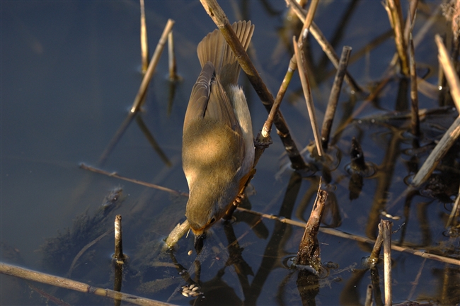 Pettirosso - Erithacus rubecula