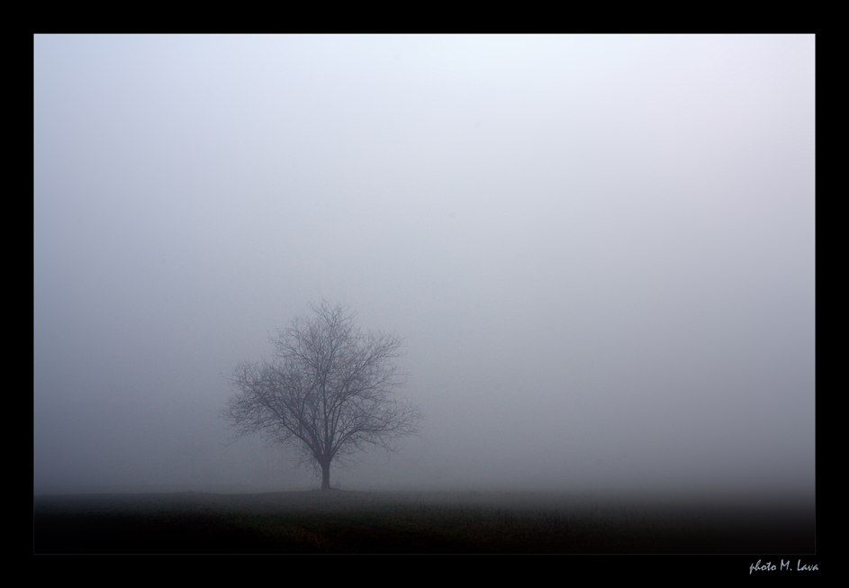 Tree in the fog