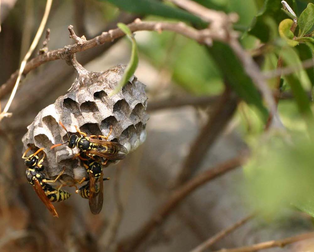 Nido con vespe