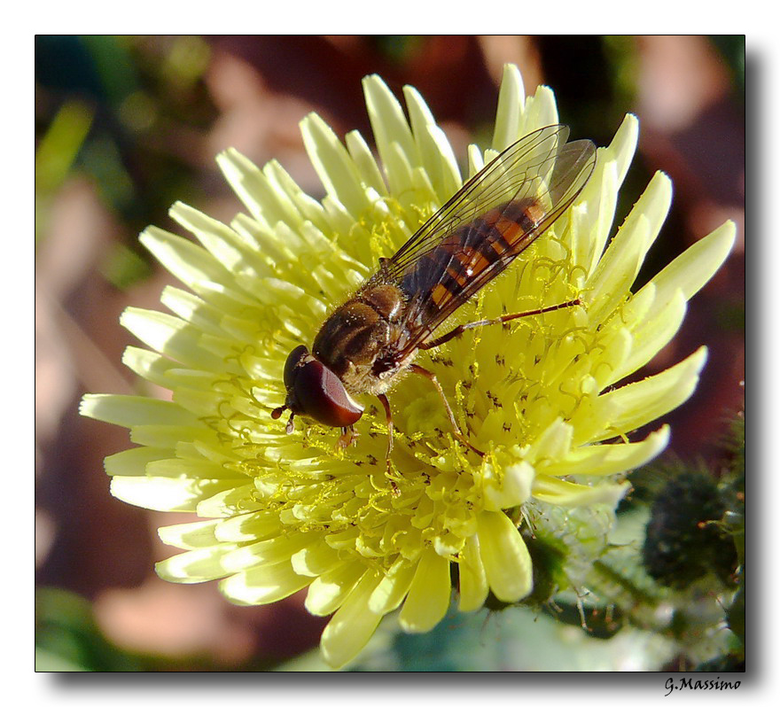 Il ritorno di Lul�