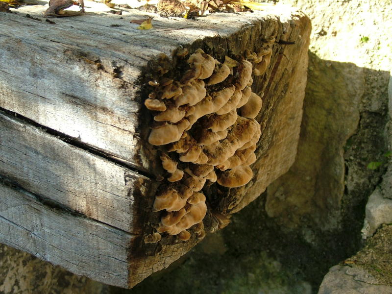 Funghi