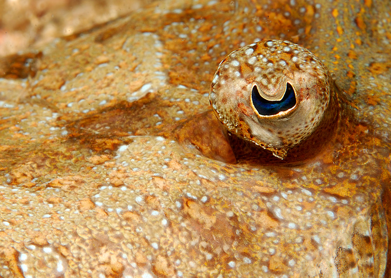 Richiedo visita oftalmica