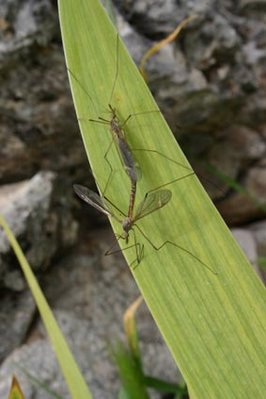 innamorarsi  in Puglia