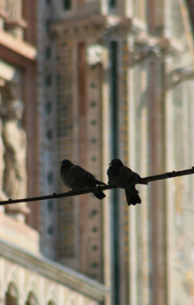 orvieto_piccioni_400mm