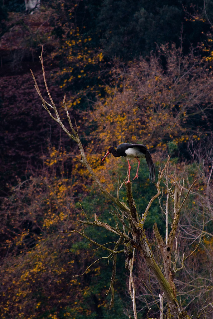 Aiuto, cadoooooo.....