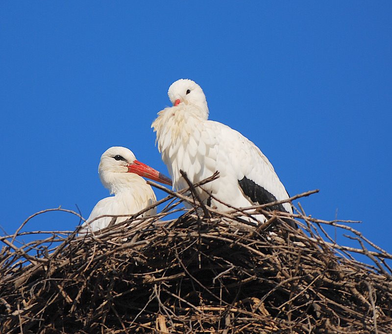 Cicogne nel loro salottino.