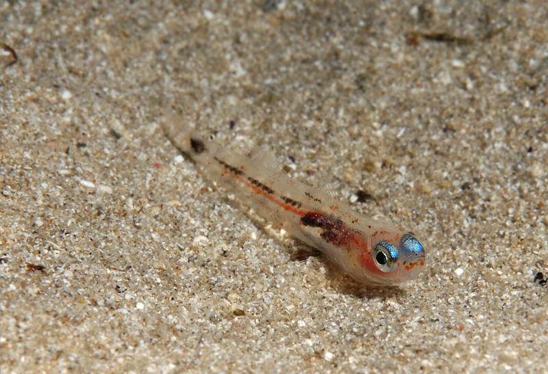 Rossetto, cipria, mascara, eyeliner. DEDICATA A VOI TUTTI