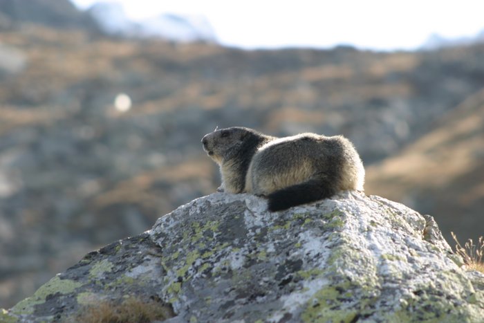 Marmotta