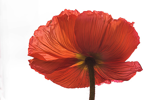 il mio splendore da ogni lato!