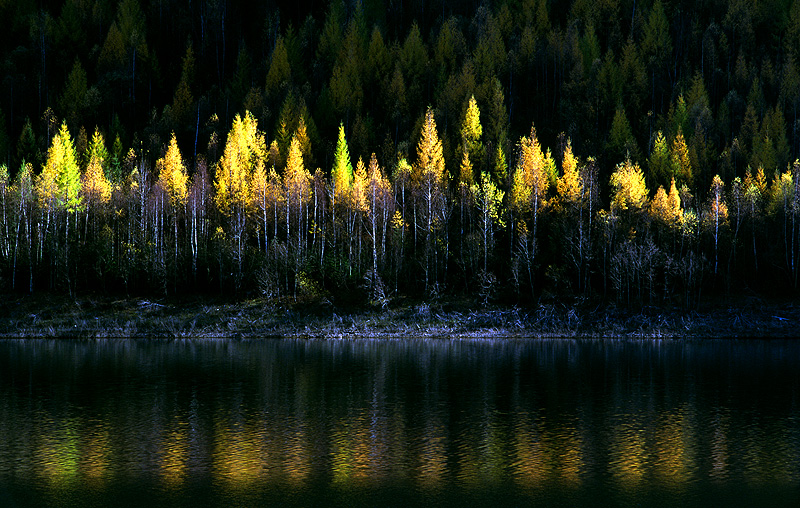 Larici allo specchio (Val d'Ultimo, Bolzano)