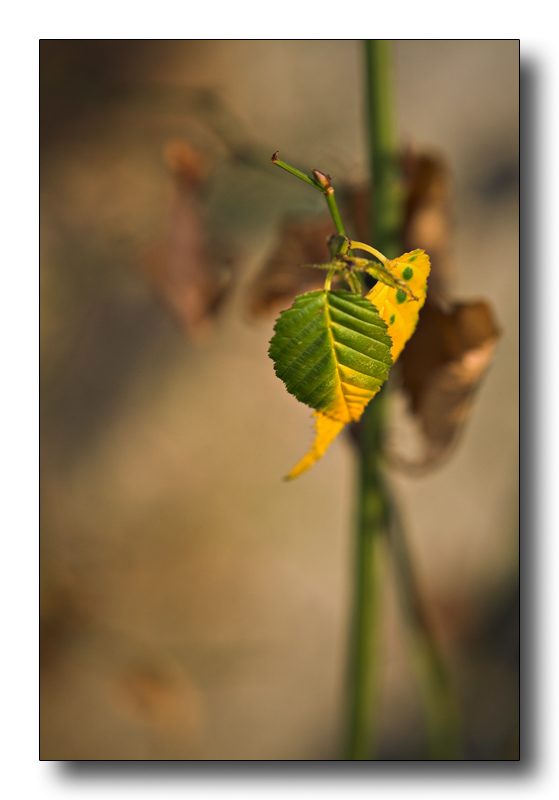 composizione naturale