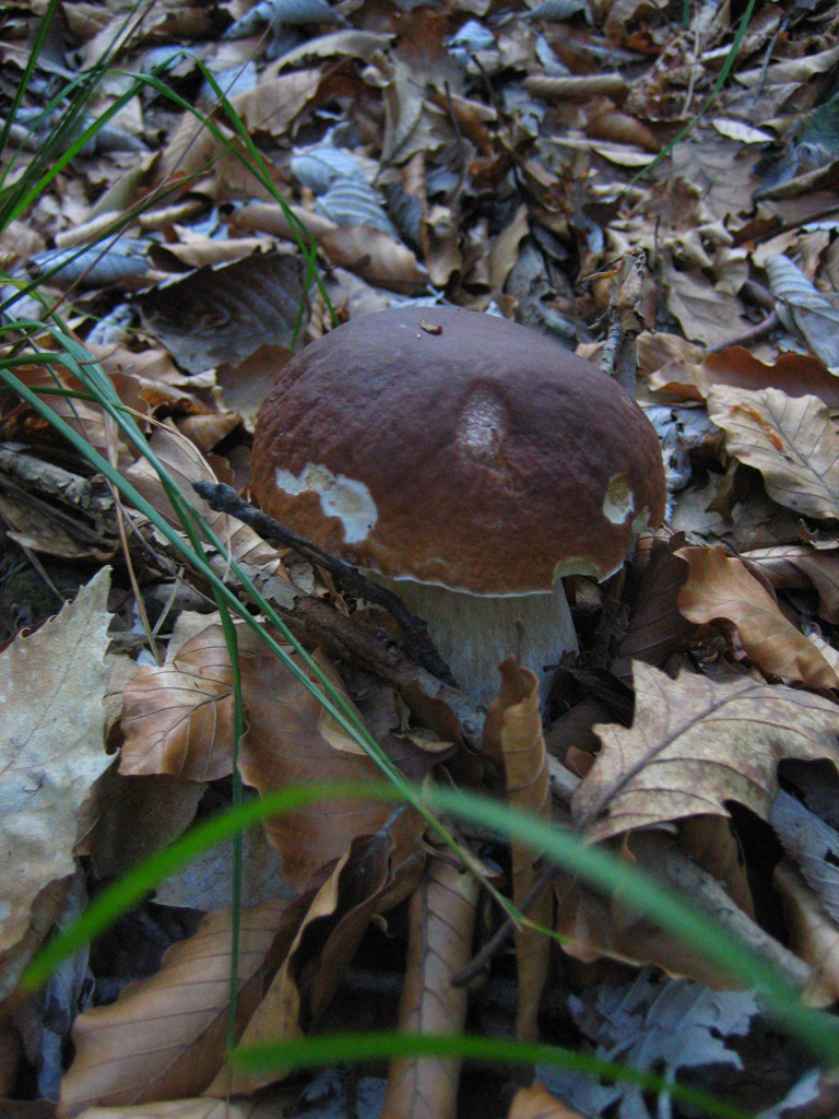 capolavoro.....di fungo