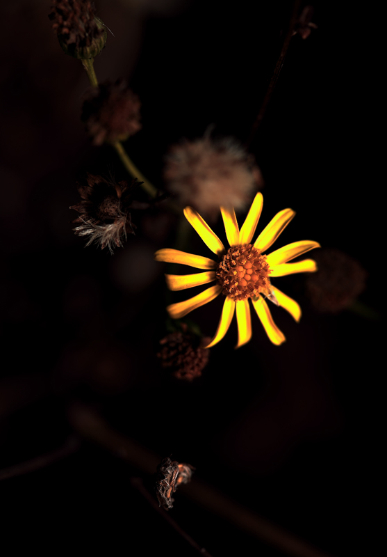 Ritratto di famiglia