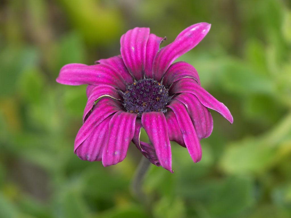 io speriamo che me la cavo...