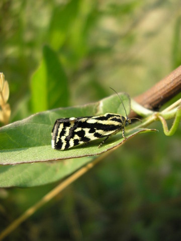 giallo e nero..perfetta accoppiata!