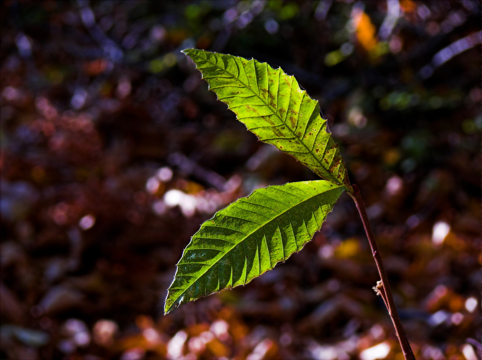 .: foglie di castagno nov. 2006 :.