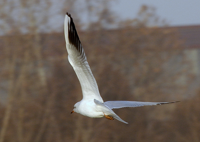 La virata del gabbiano
