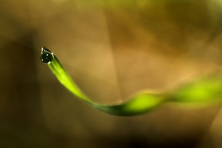 goccia nera su ricciolo d'erba