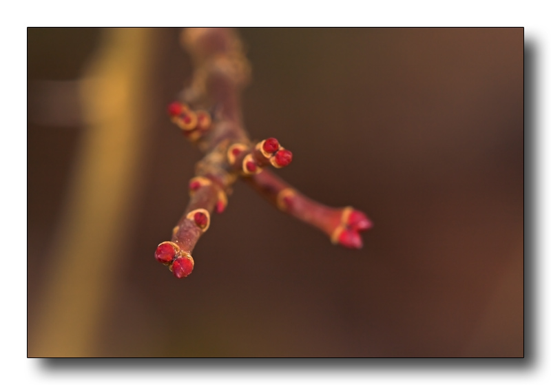 la pianta del rossetto