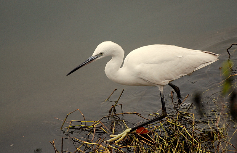 Egretta Garzetta della famiglia degli Ardeidi