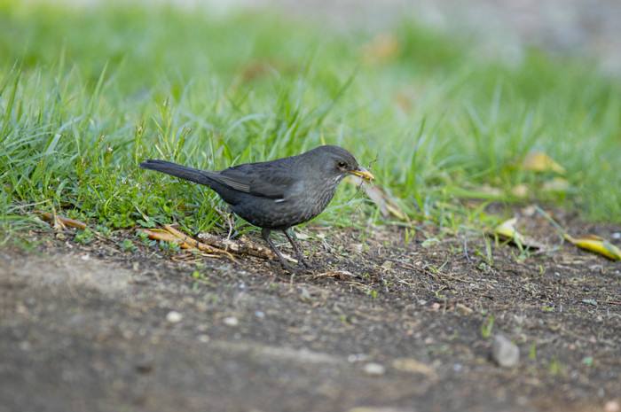 Preparativi per il nido