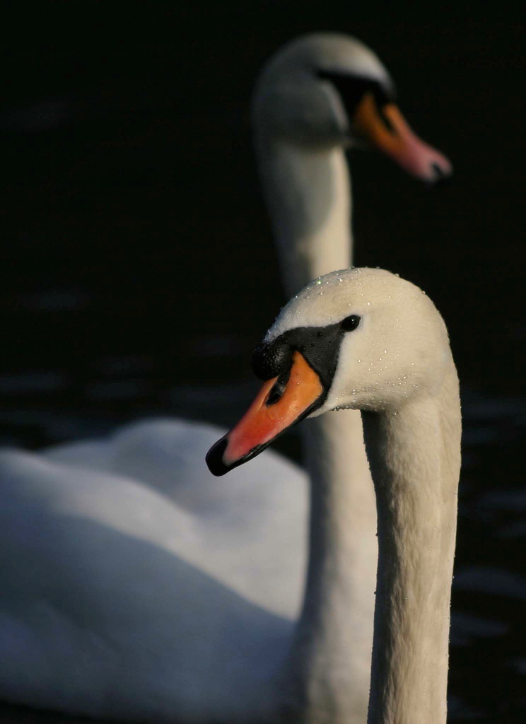 Swan in the black