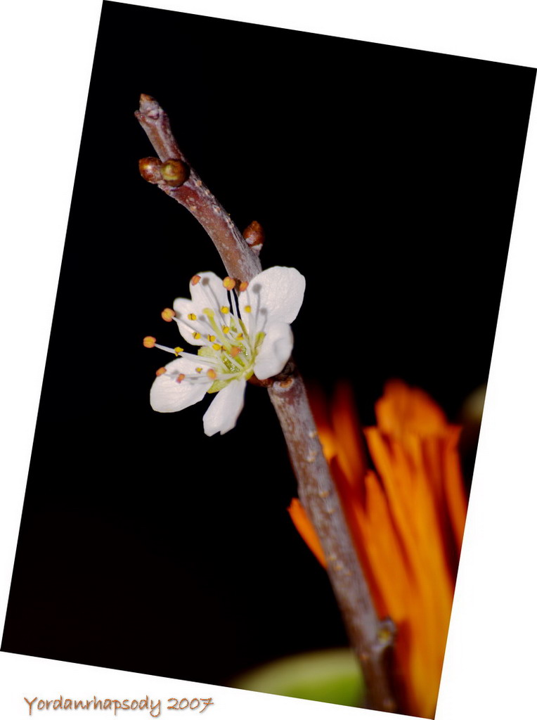 Il Biancospino Miracoloso