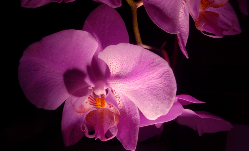 Orkidea