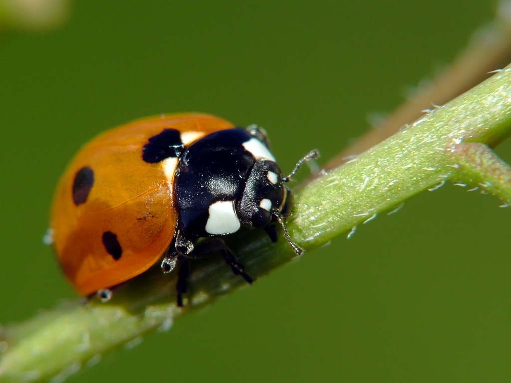 coccinella