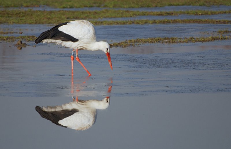 Cicogna a caccia di uno spuntino