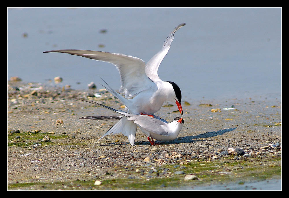 Sterne in accoppiamento