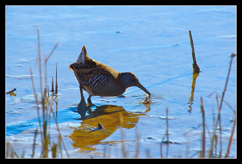 Porciglione in controluce