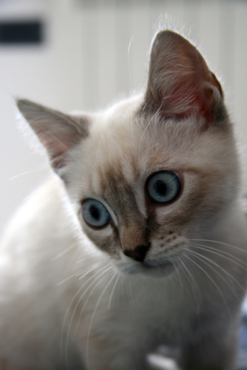 Gatto dagli occhi blu