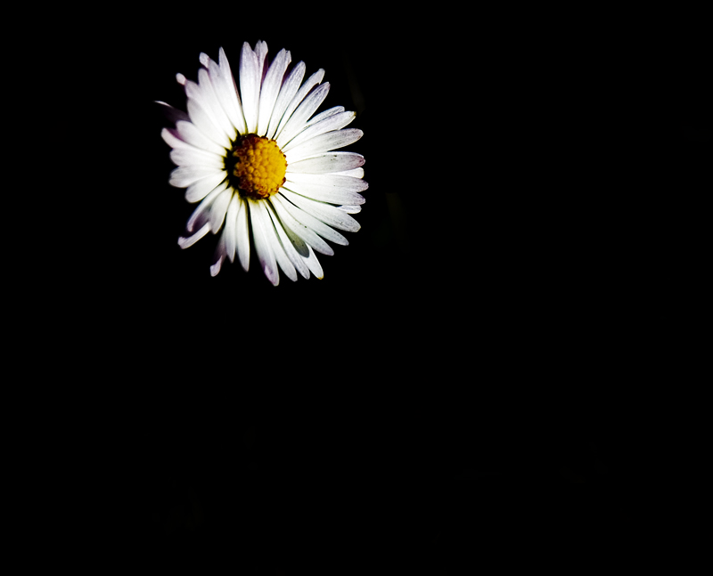 ...perch� margherita � sola....