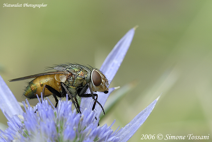 Una Mosca e la sua luce