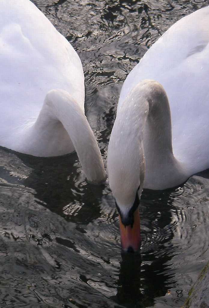 il brutto anatroccolo