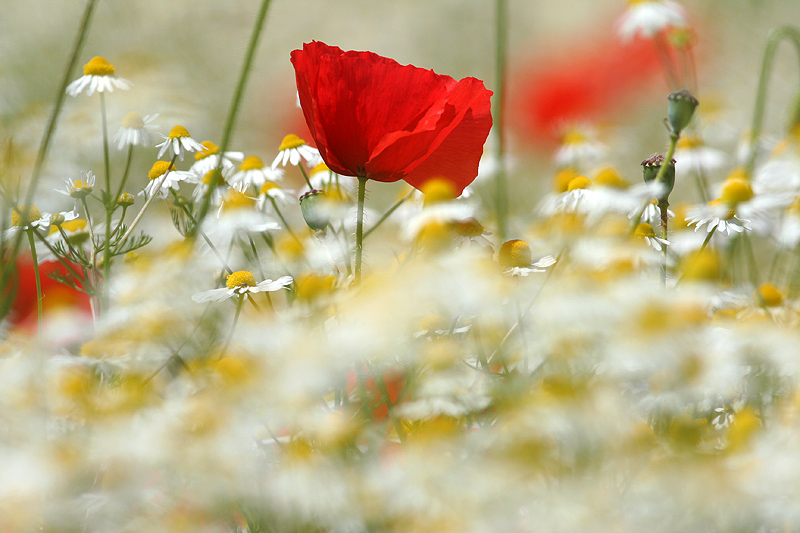 Papavero e camomilla