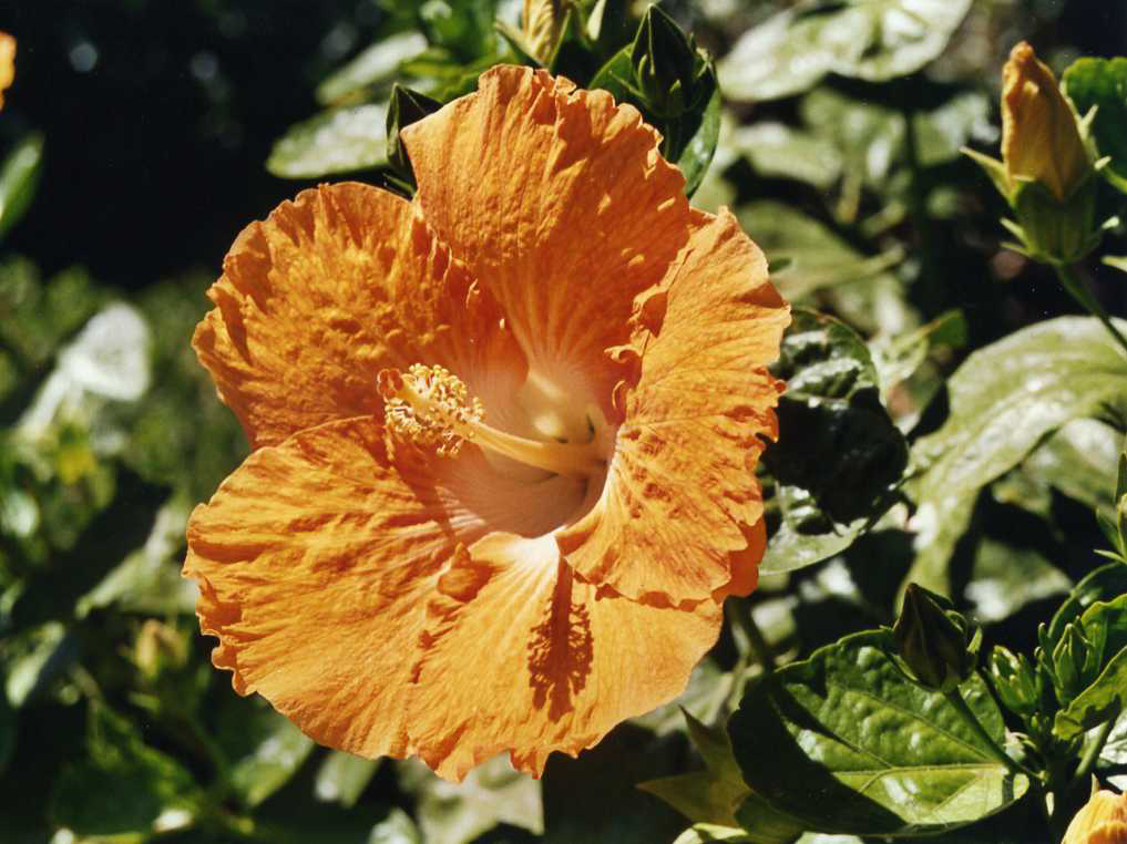 ARANCIONE CHE PASSIONE