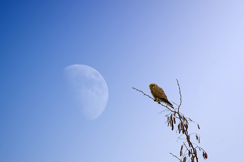 il gheppio e la luna