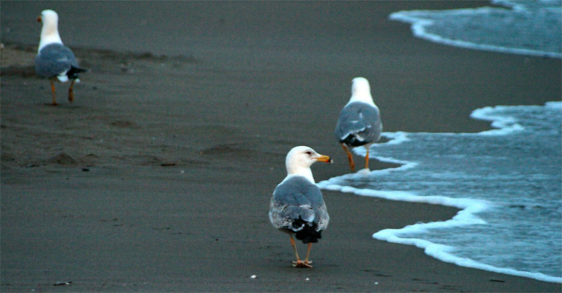 Gabbiani sulla costa toscana