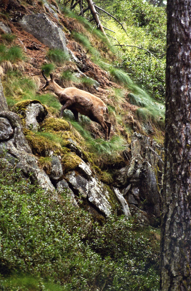 Mimetico solitario...