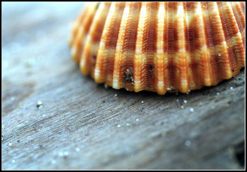 Conchiglia solitaria