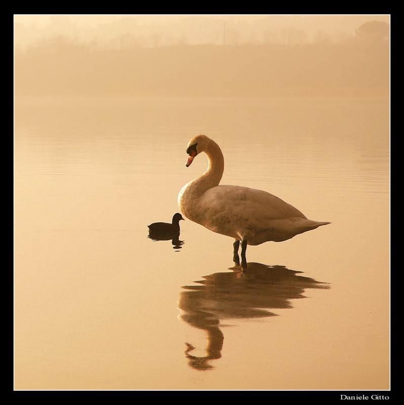 io (in nero) e il mio amico cigno