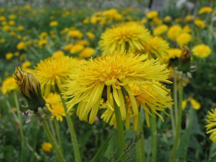 Fiori gialli
