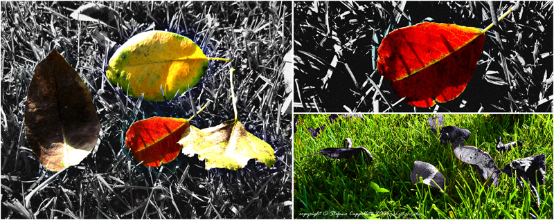 the colors of autumn...