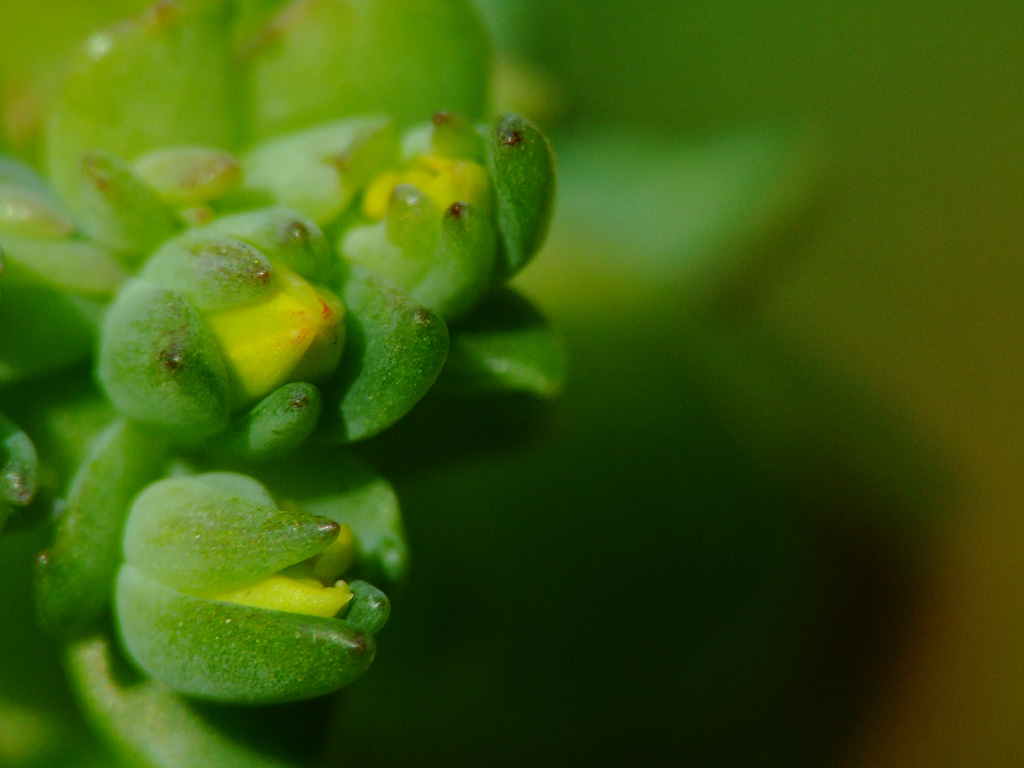 boccioli cicciottelli