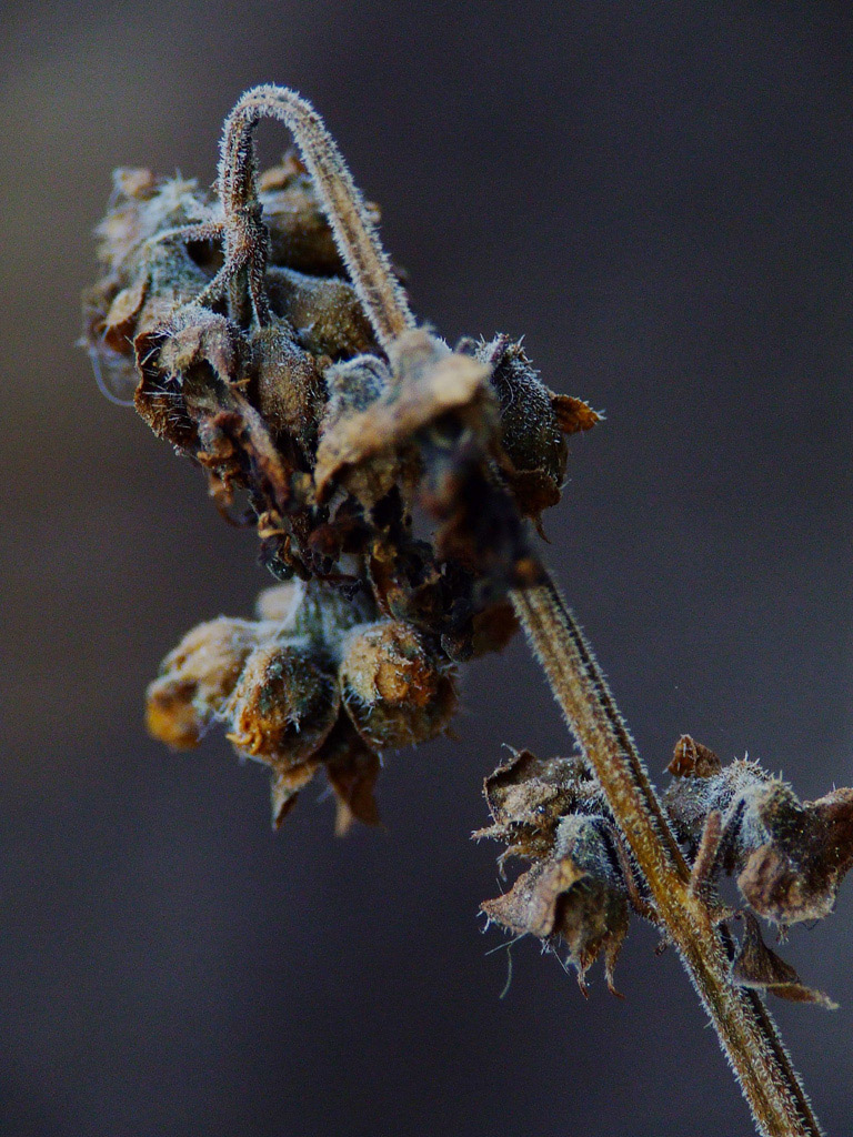 senza vita..Atto II^