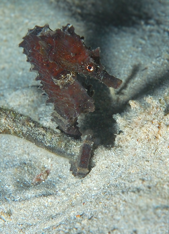 Lo sguardo del cavallo:per Alessia