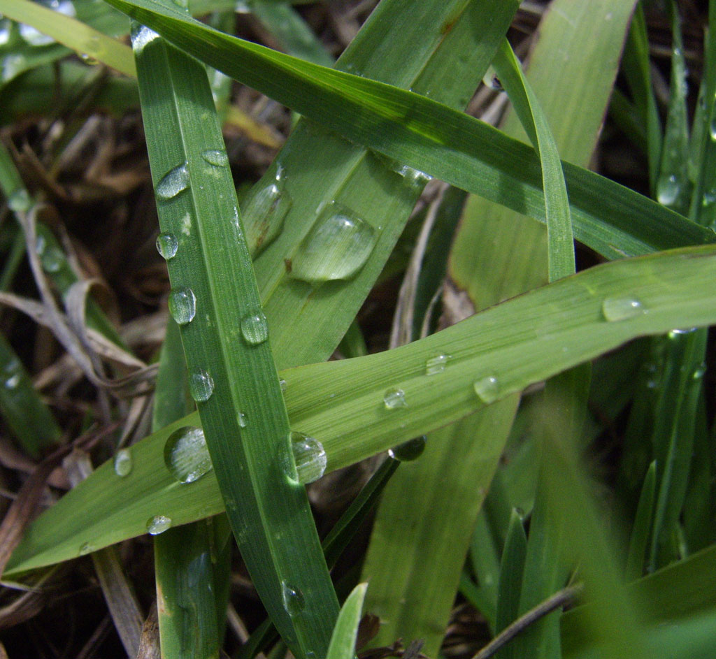 Incroci_Lacrime di Pioggia